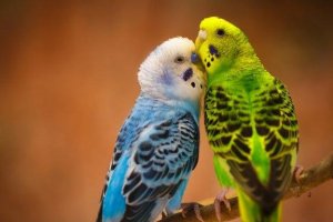インコに関する興味深い事実5選
