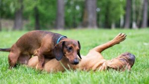 発情期を迎えた犬のお世話の仕方を見てみましょう