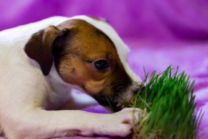 なんで犬はよく草を食べているのだろう?:気になる疑問