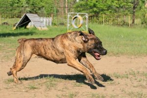 国際畜犬連盟(FCI)に承認されていない犬種について