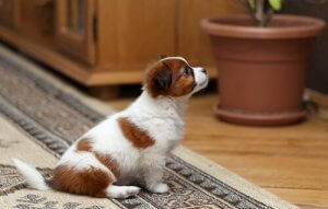 マンションやアパートでペットと一緒に暮らしてみよう