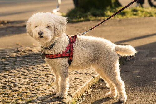 犬用ハーネス 迷信 真実