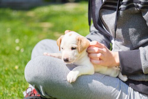犬の視覚 見え方