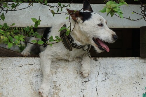 脱走する犬 犬 脱走 理由