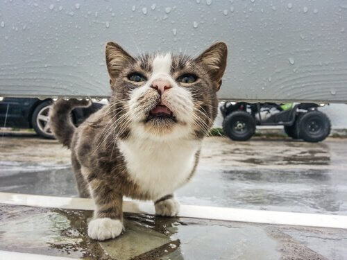 病気の猫 猫 熱 見分け方