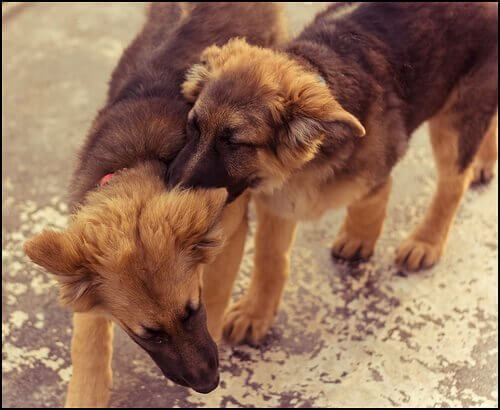 遊ぶ犬 オス犬 二匹 一緒に飼う アドバイス