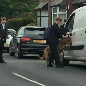 犬を助けたヒーロー:「ブラッドレー」の救出劇!