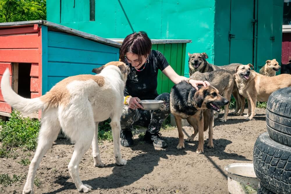 深刻な国際問題：捨てられた動物達の保護について