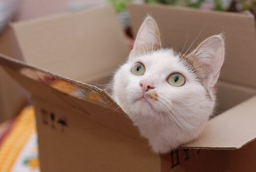 何故猫は箱が好きなのか? 猫 箱 好き