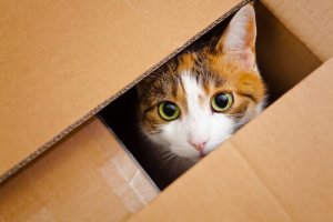 なぜ猫は「ただの箱」が好きなのか?:習性との関係