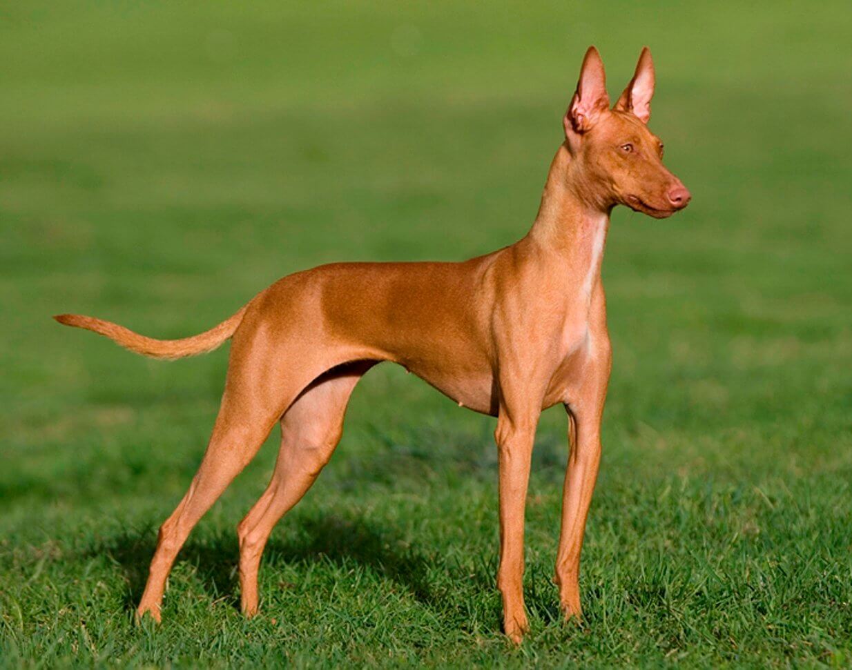 ちょっと変わった犬: ポデンコ・カナリオ