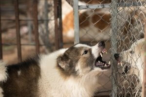犬が攻撃的になった時の対処法:まずは理由を知ることから!