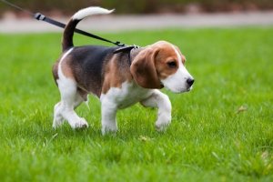 目指せ散歩名人!犬を落ち着かせた状態で散歩させる方法