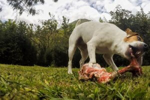 犬に生肉を与えても大丈夫?:ワンちゃんのエサと健康
