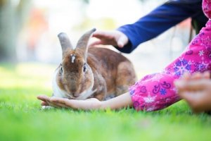 寿命が短い動物とは?哺乳類よりも寿命が短い生き物は?
