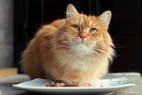 食欲不振の猫 猫 病気 知る 方法