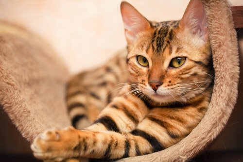 くつろぐ猫 猫 選び方