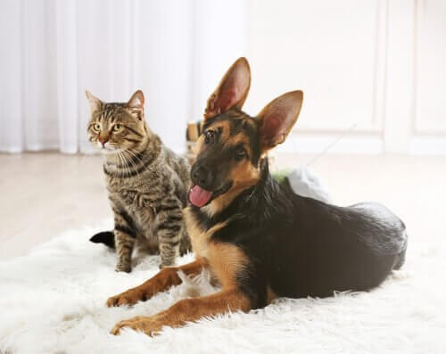 犬と猫 猫 選び方