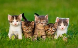 我が家にぴったり!自分に合った猫ちゃんの選び方