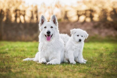 子犬と一緒に