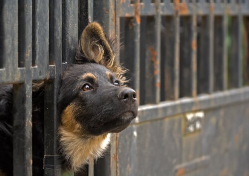 動物を引き取る時に必要なことは？：動物による違い