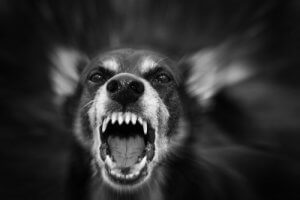 犬が攻撃的になるかもしれない理由について見てみよう