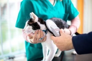 猫の腸内寄生虫:その治療と予防についてご紹介!