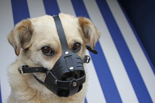 口輪をつけたいぬ 犬 傷 消毒