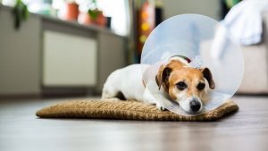 ワンちゃんの傷を自宅で消毒してあげよう:注意点と方法