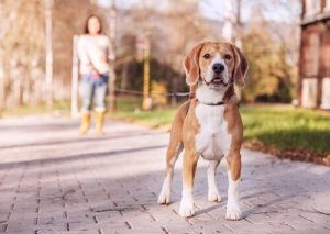 ワンちゃんのための7種の散歩ひもとその使い方!