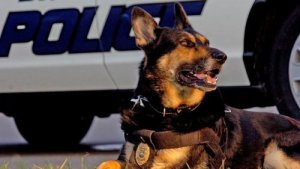警察犬ダンコの引退:4本足のヒーローを救え!