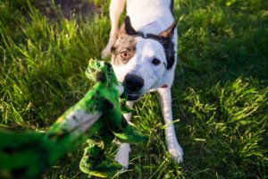 何にでも噛んでしまう犬:そんなワンちゃんへの対策は?