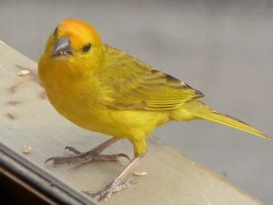 鳥の性別の判別方法:なぜ鳥の性別を知る必要があるの?