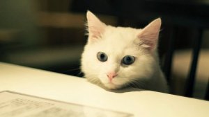 マンション暮らしに最適なペットと犬種を見てみよう