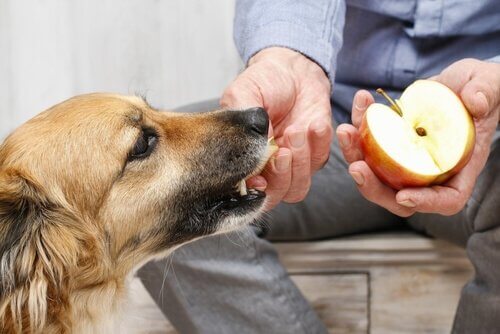 ワンちゃんも食べられるおいしい果物と野菜 犬 果物 野菜