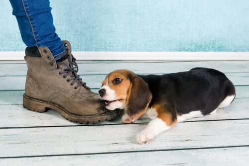 何でも噛む子犬 何でも噛んでしまう 犬 しつけ
