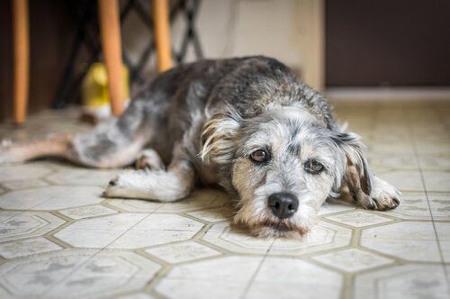 別離不安 何でも噛んでしまう 犬 しつけ