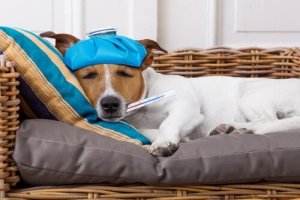 犬の体温を正しく確認しよう!体温計を使う時のポイント