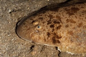有名なカレイ目の魚:シタビラメとメグリムについて