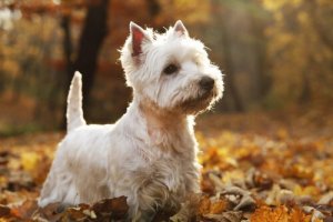 スコットランド高地生まれの犬たちを見てみよう!