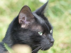 ネコの耳掃除について:ネコちゃんを綺麗にしてあげよう!