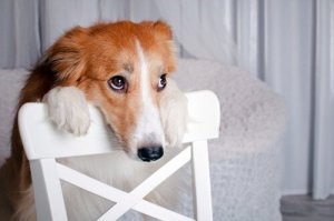 インターネット上にある動物虐待動画を通報する方法