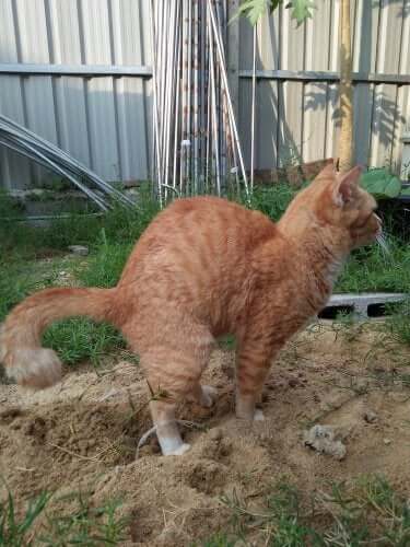 猫の便秘 ペット 便秘