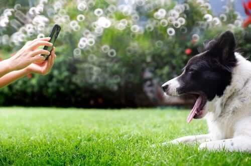 犬の写真撮影 ワンちゃん ベストショット 方法