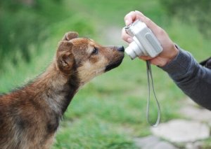 かわいいワンちゃんのベストショットを撮る方法とは?