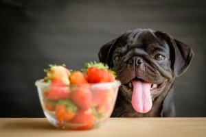 肉食?雑食?:犬はフルーツや野菜を摂取すべきなのだろうか?