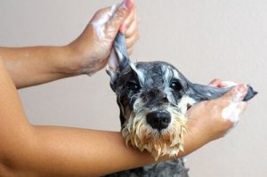 犬の毛を染めるという虐待行為に地元警察も介入!