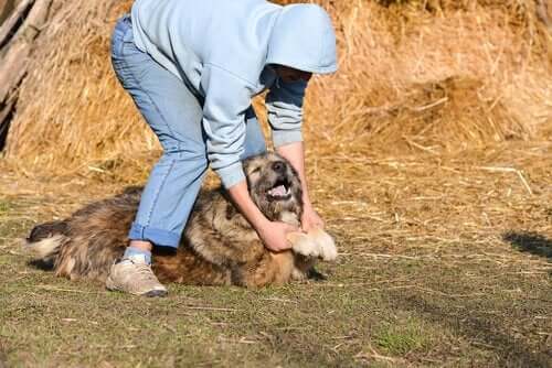 犬を捕まえる人 動物虐待 動画 通報