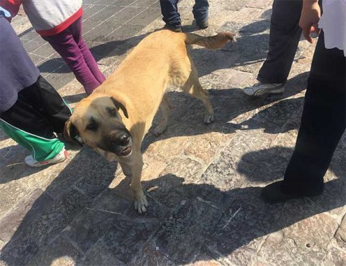 グアダルーペ 寺院 野良犬