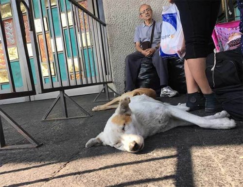 グアダルーペ 寺院 野良犬